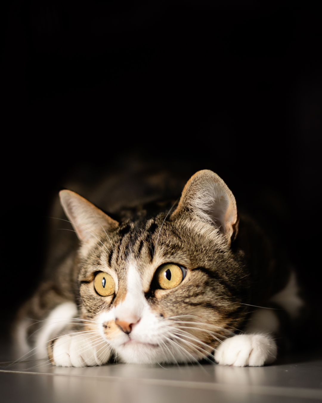 Photo de couverture - 13 poses animaux de compagnie